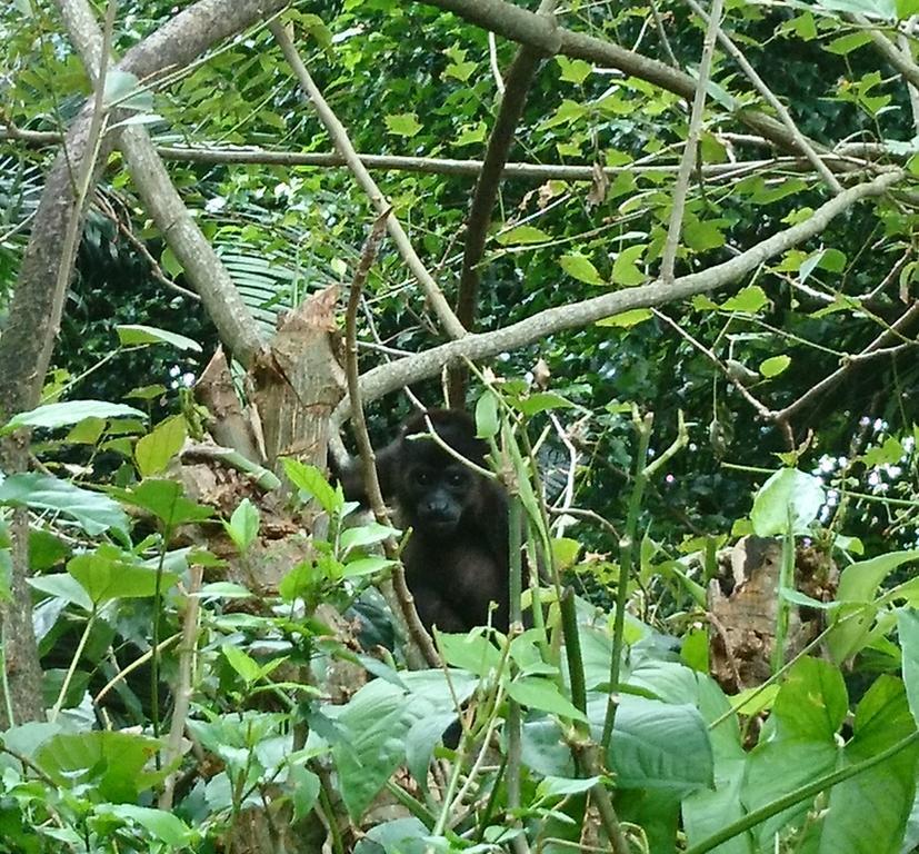 Casa Verde, Cahuita Zewnętrze zdjęcie