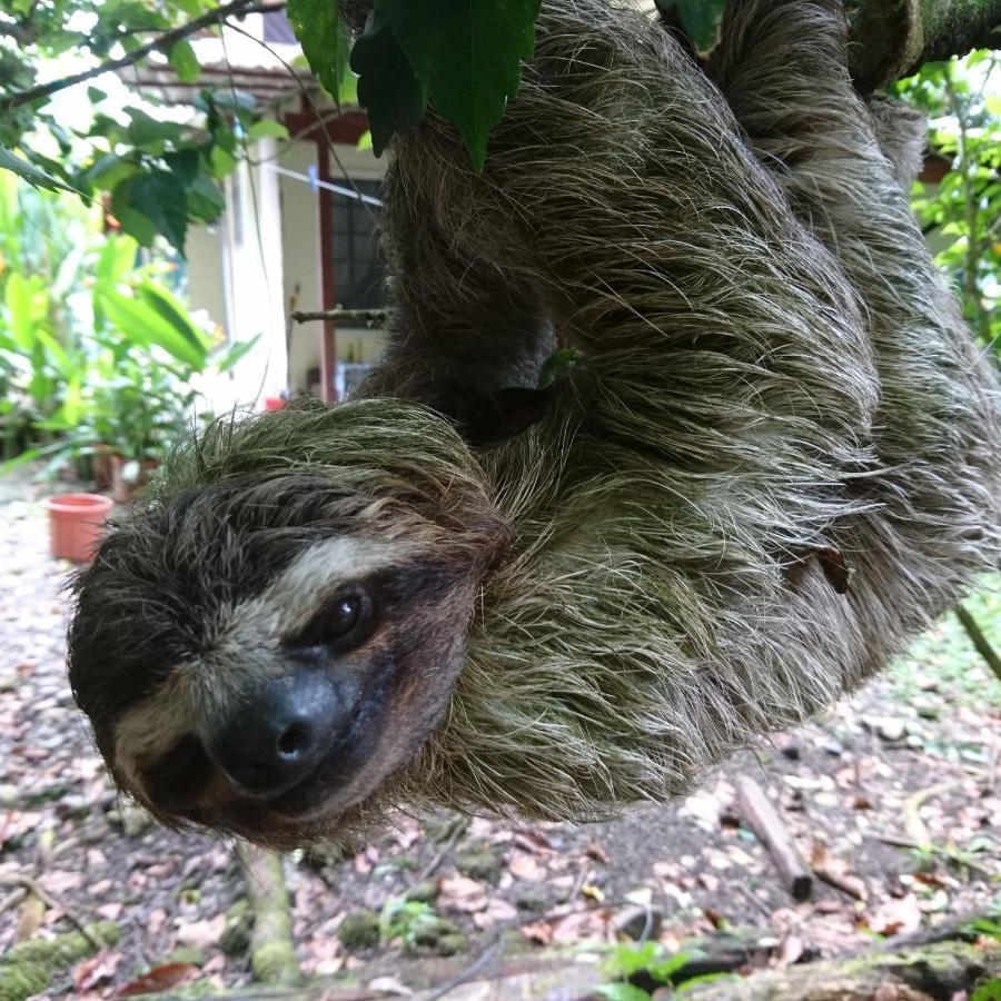 Casa Verde, Cahuita Zewnętrze zdjęcie